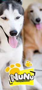 Anjing Golden
