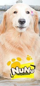 Anjing lucu