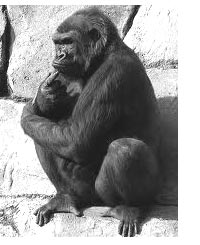 Dimana Fokus hidup anda ?