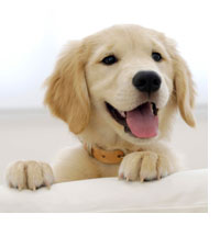 Dengan tertawa anda akan menarik orang mendekat