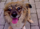 Anjing Ciko coklat