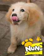 Nunu pet photographer