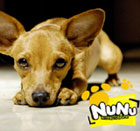 Anjing Lucu