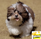 Gambar anjing
