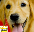 Gambar anjing