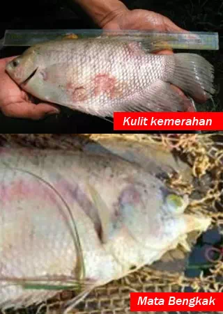 Mata bengkak dan kulit berjamur