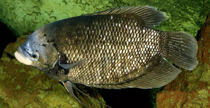 Pengalaman ternak ikan gurame di Surabaya kota
