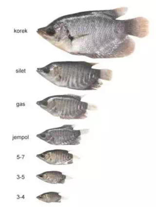 Jenis bibit ikan gurame yang dijual 