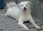 Anjing Putih