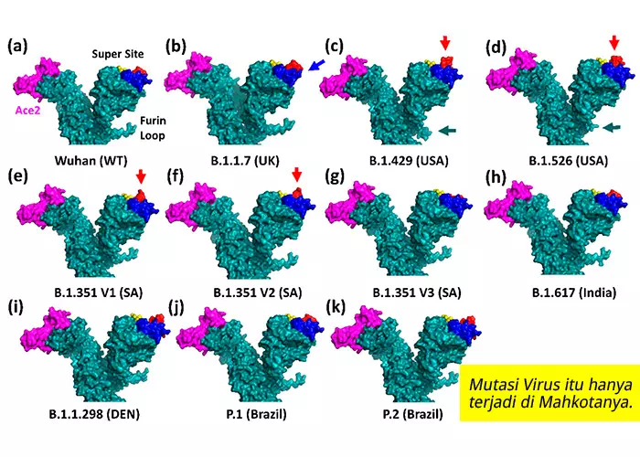 Gambar mutasi virus corona lengkap