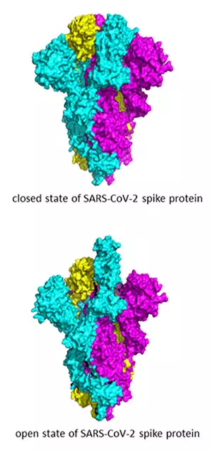 Spike Protein Virus Corona