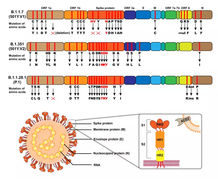 Struktur protein mutasi virus Corona