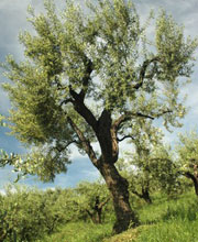 Pohon Zaitun yang banyak Terdapat di Bukit Zaitun